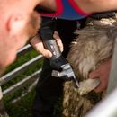 Horner Blade Shearing Machine (Makita Battery Type) additional 1