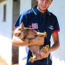 Lonhorn Hereford Navy Polo Shirt additional 2