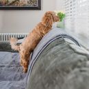 Pet Rebellion Comfy Grey Faux Fur Furniture Cover additional 6