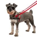 Halti Red Training Lead additional 4