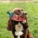 Benji &amp; Flo Crazy Faces Dog Toys additional 4