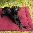 Benji &amp; Flo Luxury Fleece Dog Bed additional 4