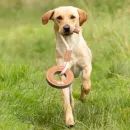 Benji &amp; Flo Tug 'n' Play Dog Toys additional 3