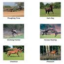 Kevin Milner Countryside Cards additional 5