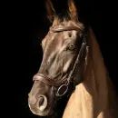 ProPresicce Pelle Drop Leather Bridle by Hy Equestrian additional 5