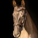 ProPresicce Pelle Raised Flash Leather Bridle by Hy Equestrian additional 5