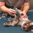 Wahl Max 60 Clipper Kit additional 9