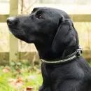 Benji &amp; Flo Dazzling Diamante Dog Collar additional 3