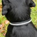 Benji &amp; Flo Dazzling Diamante Dog Collar additional 4