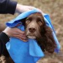 Benji &amp; Flo Quick Dry Dog Towel additional 3