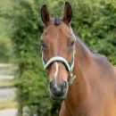 Hy Equestrian Mermaid Shimmer Head Collar and Lead Rope Set additional 5