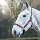 Hy Equestrian Polo Leather Head Collar additional 3