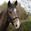 HyCONIC Head Collar additional 10