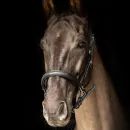 ProPresicce Softy Leather Head Collar by Hy Equestrian additional 3