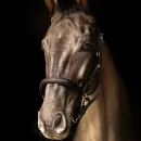 ProPresicce Softy Leather Head Collar by Hy Equestrian additional 4