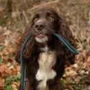 Benji &amp; Flo Classic Slip Lead additional 4