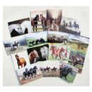 Caroline Cook Equestrian Cards additional 2