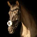 ProPresicce Pelle Grackle Leather Bridle by Hy Equestrian additional 3