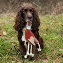 Benji &amp; Flo Country Dog Toys additional 2