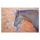 Hy Equestrian Tartan Head Collar with Lead Rope additional 6