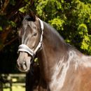 ProReaction Dura Fleece Head Collar by Hy Equestrian additional 6