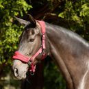 ProReaction Dura Fleece Head Collar by Hy Equestrian additional 2