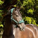 ProReaction Dura Fleece Head Collar by Hy Equestrian additional 10