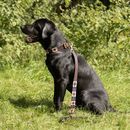 Benji &amp; Flo Sublime Polo Leather Dog Lead additional 2