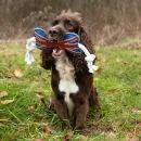 Benji &amp; Flo Tug 'n' Play Dog Toys additional 4