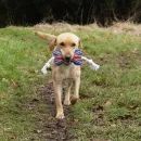 Benji &amp; Flo Tug 'n' Play Dog Toys additional 3