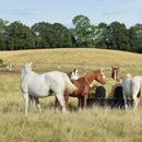 Farm &amp; Stable Durabale Hay Feeder additional 4