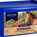 D&amp;H Echinacea additional 1