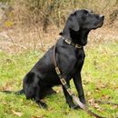 Benji &amp; Flo Sublime Polo Leather Dog Lead additional 1