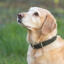 Benji &amp; Flo Noble Suede Dog Collar additional 1