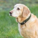 Benji &amp; Flo Noble Suede Dog Collar additional 2