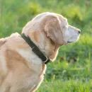 Benji &amp; Flo Noble Suede Dog Collar additional 3