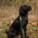 Benji &amp; Flo Noble Suede Dog Lead additional 2