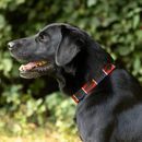 Benji &amp; Flo Sublime Polo Leather Dog Collar additional 1