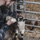 Hoggs Caithness Polar Fleece Check Workshirt - Blue additional 3