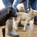 Muck Boots Wetland Tall Bark Wellington Boots additional 2