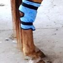 Equi Cool Down Hock Wrap - Blue - One Size additional 1