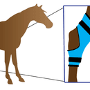 Equi Cool Down Hock Wrap - Blue - One Size additional 2