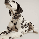 Joules Leather Dog Collar - Navy additional 3