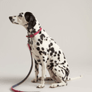 Joules Leather Dog Lead - Large additional 7