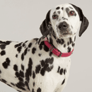 Joules Leather Dog Collar - Pink - Medium additional 1