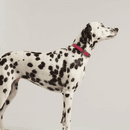 Joules Leather Dog Collar - Pink - Large additional 3