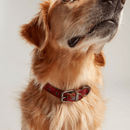 Joules Heritage Tweed Leather Dog Lead - Red - Large additional 2