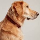 Joules Heritage Tweed Leather Dog Lead - Red - Large additional 1