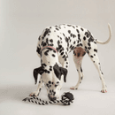 Joules Rubber and Rope Dog Toy additional 2