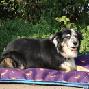 Benji &amp; Flo Patrick the Pheasant Dog Bed - Plum Wine/Turkish Teal/Amber Brown additional 4